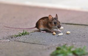 Come allontanare i topi in modo naturale - ULTRASOUNDtech™